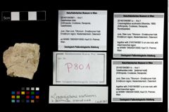 Foto (Objekt + Etikett) von Cracensigillatus acutirostris (Moericke, 1889)  (NHMW-GEO-2014-0194-0801a)